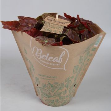 Begonia BELEAF MIX