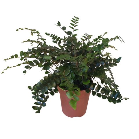 Pellaea rotundifolia