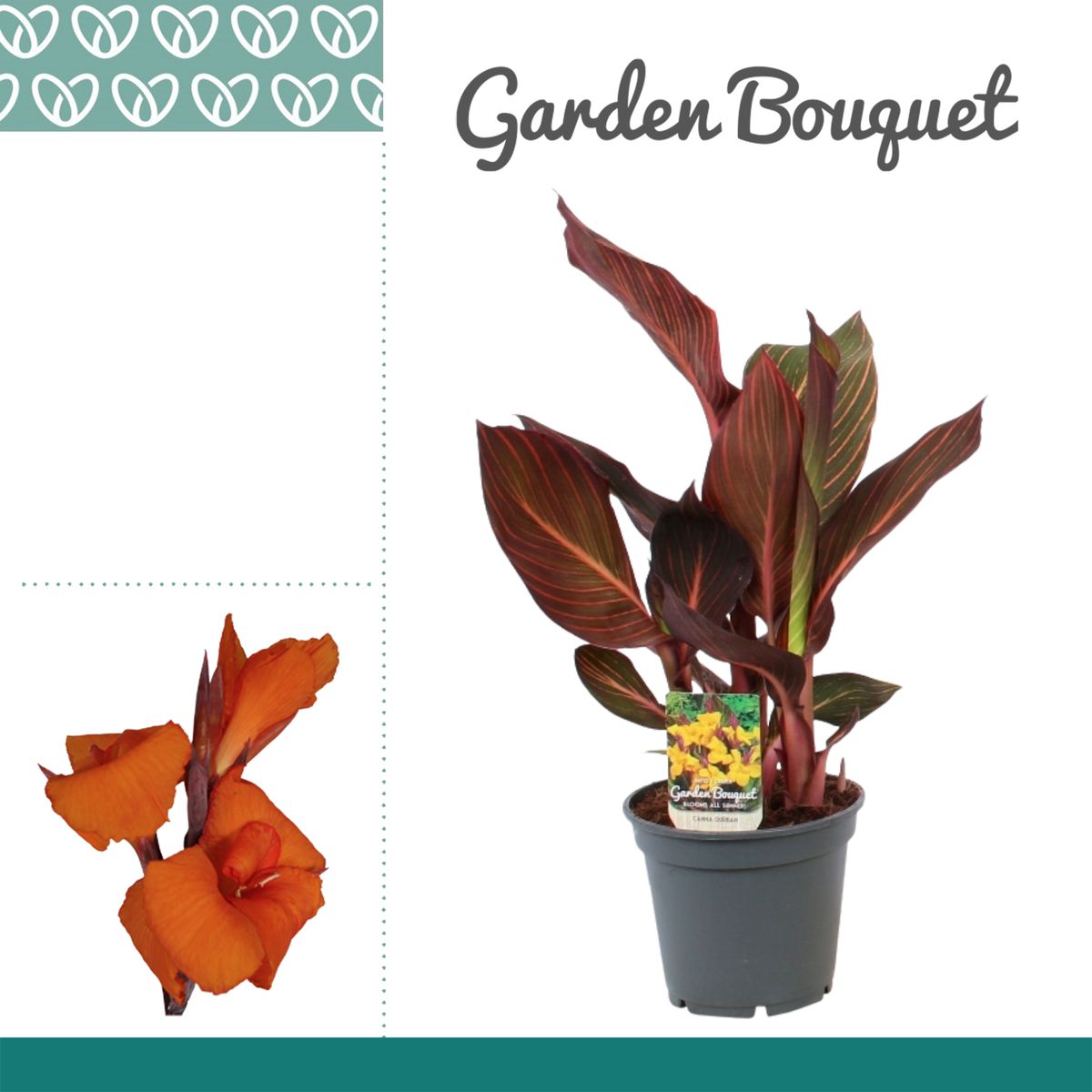 Canna 'Durban'  Plant Wholesale FlorAccess