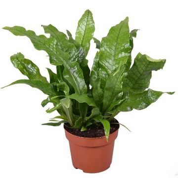 Microsorum musifolium 'Crocodyllus'
