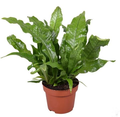 Microsorum musifolium 'Crocodyllus'