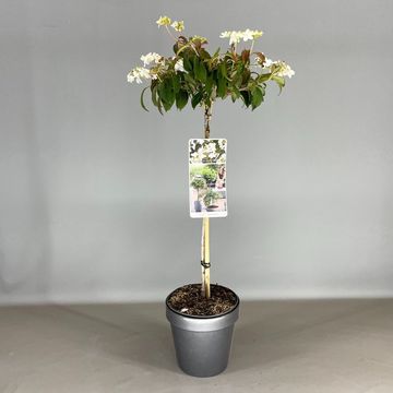 Viburnum plicatum 'Watanabe'