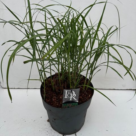 Miscanthus sinensis 'Фламинго'