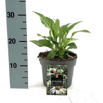Echinacea purpurea 'Alba'