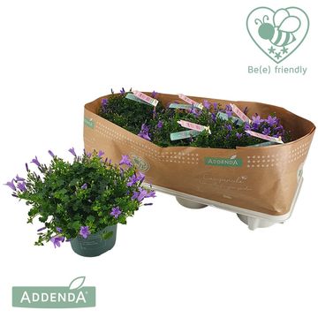 Campanula portenschlagiana 'Ambella Lavender'