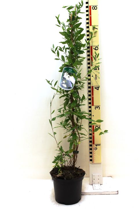 Sollya heterophylla  WHITE