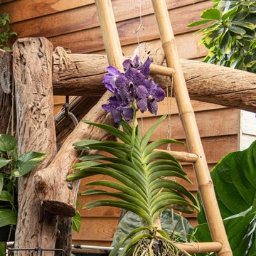 Vanda CHAMPAGNE PURPLE