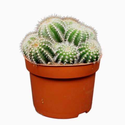 Notocactus magnificus