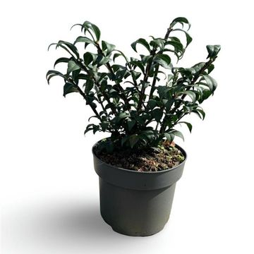 Euonymus alatus 'Compactus'