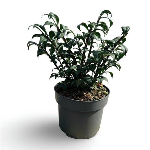 Euonymus alatus 'Компактус'