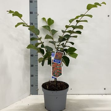 Hamamelis x intermedia 'Ruby Glow'