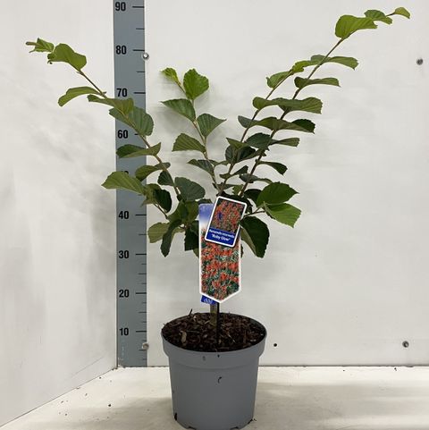 Hamamelis x intermedia 'Ruby Glow'