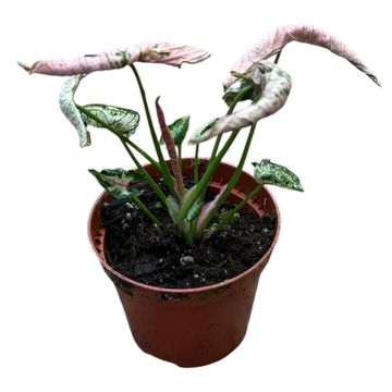 Syngonium 'Pink Rolli'