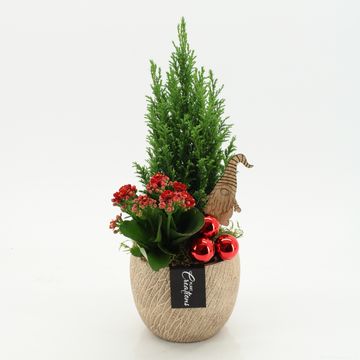 Arrangement Christmas