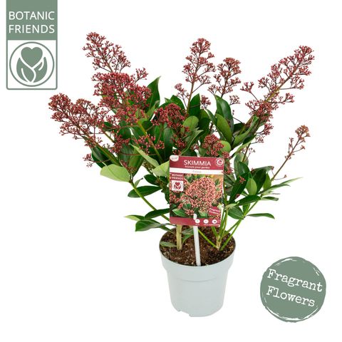 Skimmia japonica EXSTASE