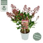 Skimmia japonica EXSTASE