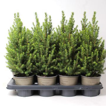 Picea glauca PERFECTA