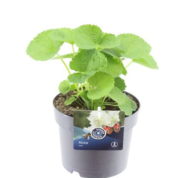 Alcea rosea 'Chater's Double White'