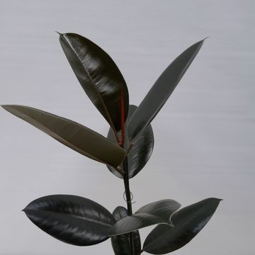 Ficus elastica 'Abidjan'