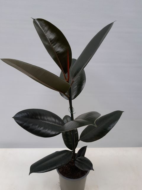 Ficus elastica 'Abidjan'