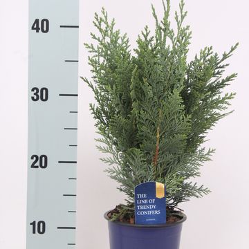 Chamaecyparis lawsoniana 'Columnaris'