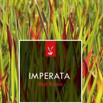 Imperata cylindrica 'Red Baron'