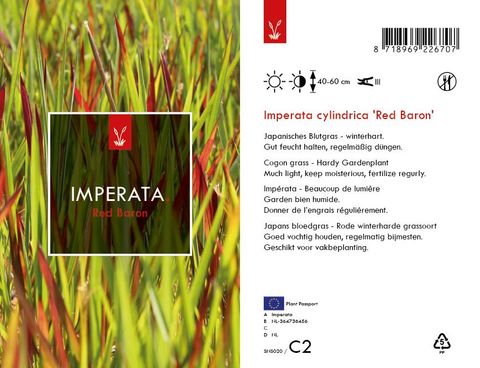 Imperata cylindrica 'Red Baron'