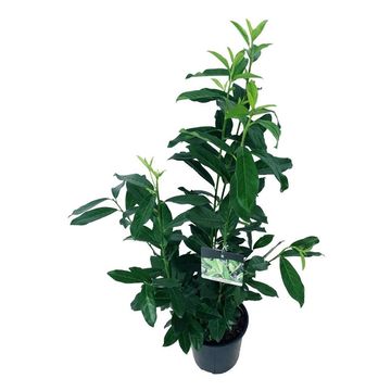 Prunus laurocerasus GENOLIA