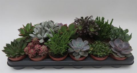 Succulente MIX