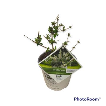 Buddleja WHITE CHIP