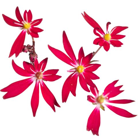 Saxifraga DANCING PIXIES MIX