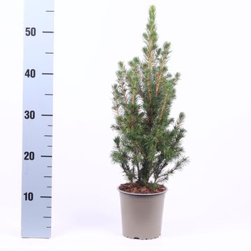 Picea glauca 'Conica'