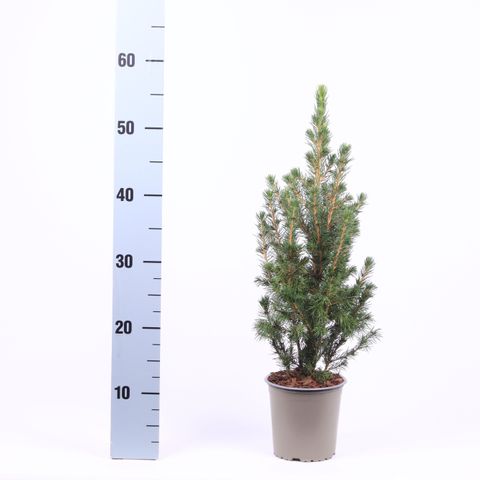 Picea glauca 'Conica'