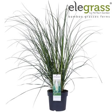 Cortaderia selloana 'Pumila'