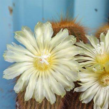 Notocactus leninghausii