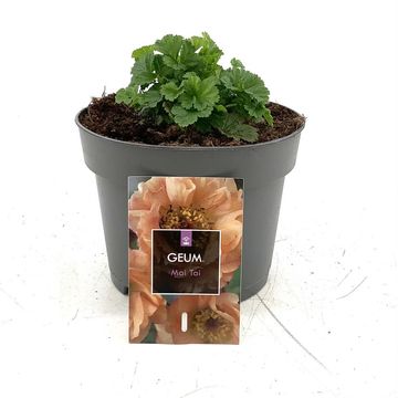 Geum rivale 'Mai Tai'