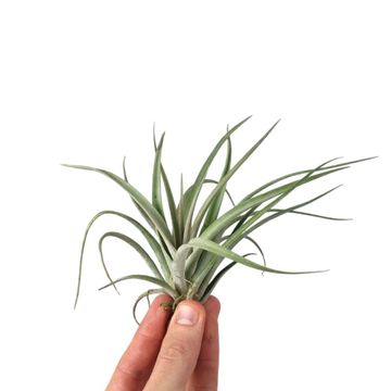 Tillandsia pohliana