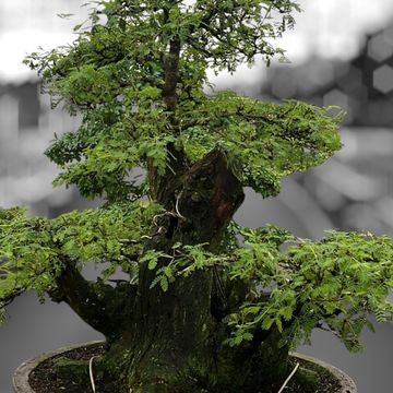Vachellia nilotica