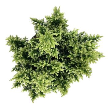 Juniperus pingii 'Hulsdonk Yellow'