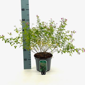 Lespedeza bicolor 'Yakushima'