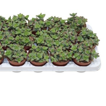 Crassula perforata 'Hoshiotome'