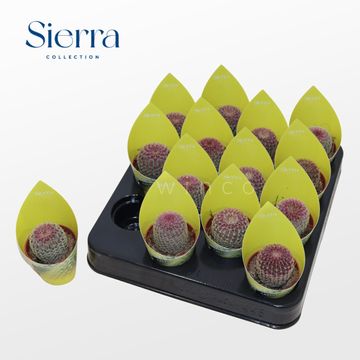 Echinocereus pectinatus rubrispinus