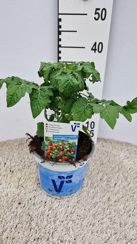 Solanum lycopersicum 'Primabell'