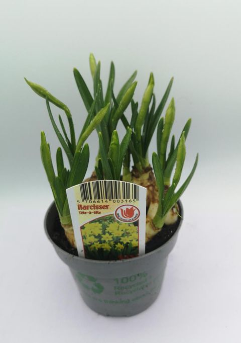 Narcissus 'Tête-à-Tête'