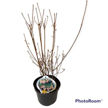 Enkianthus campanulatus