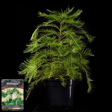 Wollemia nobilis