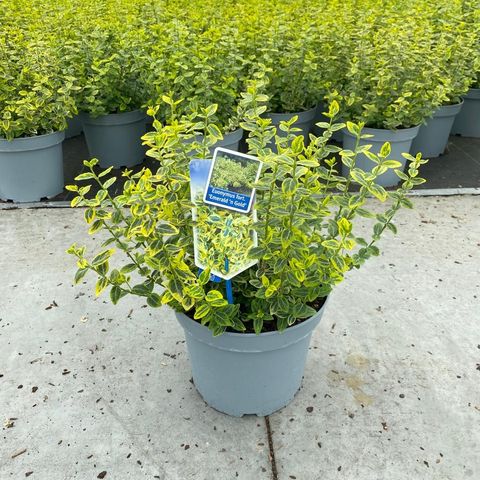 Euonymus fortunei 'Emerald 'n' Gold'