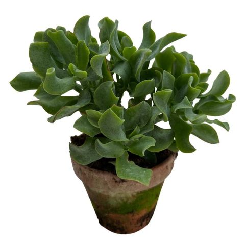 Crassula ovata 'Undulata' — Plant Wholesale FlorAccess