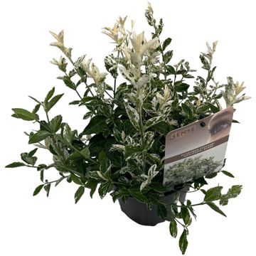 Euonymus fortunei 'Harlequin'