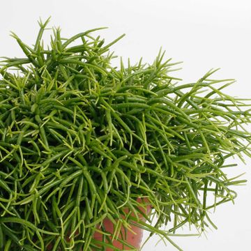 Rhipsalis baccifera 'Oasis'